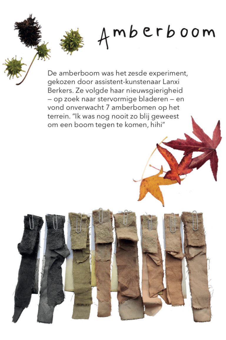 Kleurenlab_amberboom